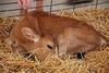 FFA Barn - Jersey Calf